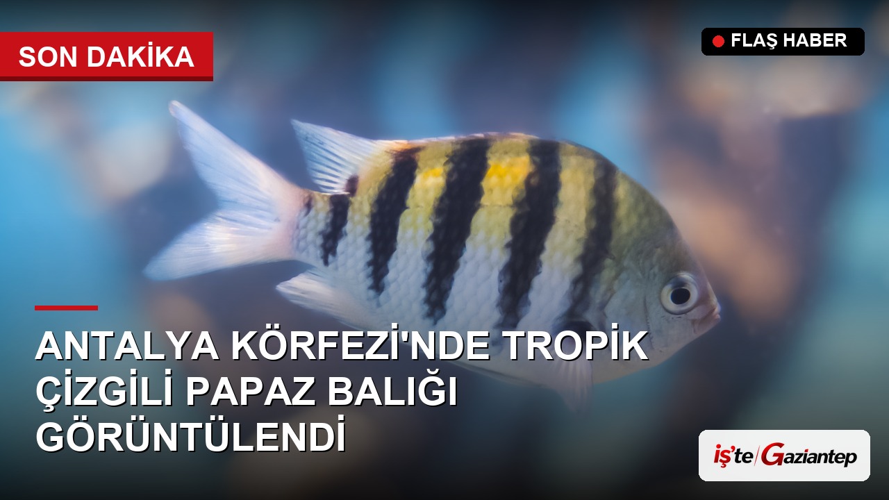 Antalya Körfezi'nde Tropik "Çizgili Papaz Balığı" Görüntülendi