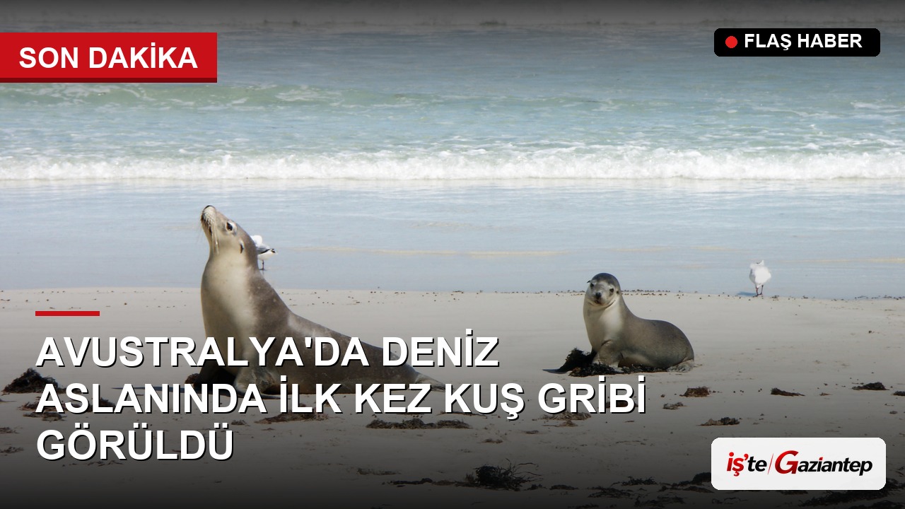 Avustralya'da İlk Kez Deniz Aslanında Kuş Gribi Vakası Görüldü