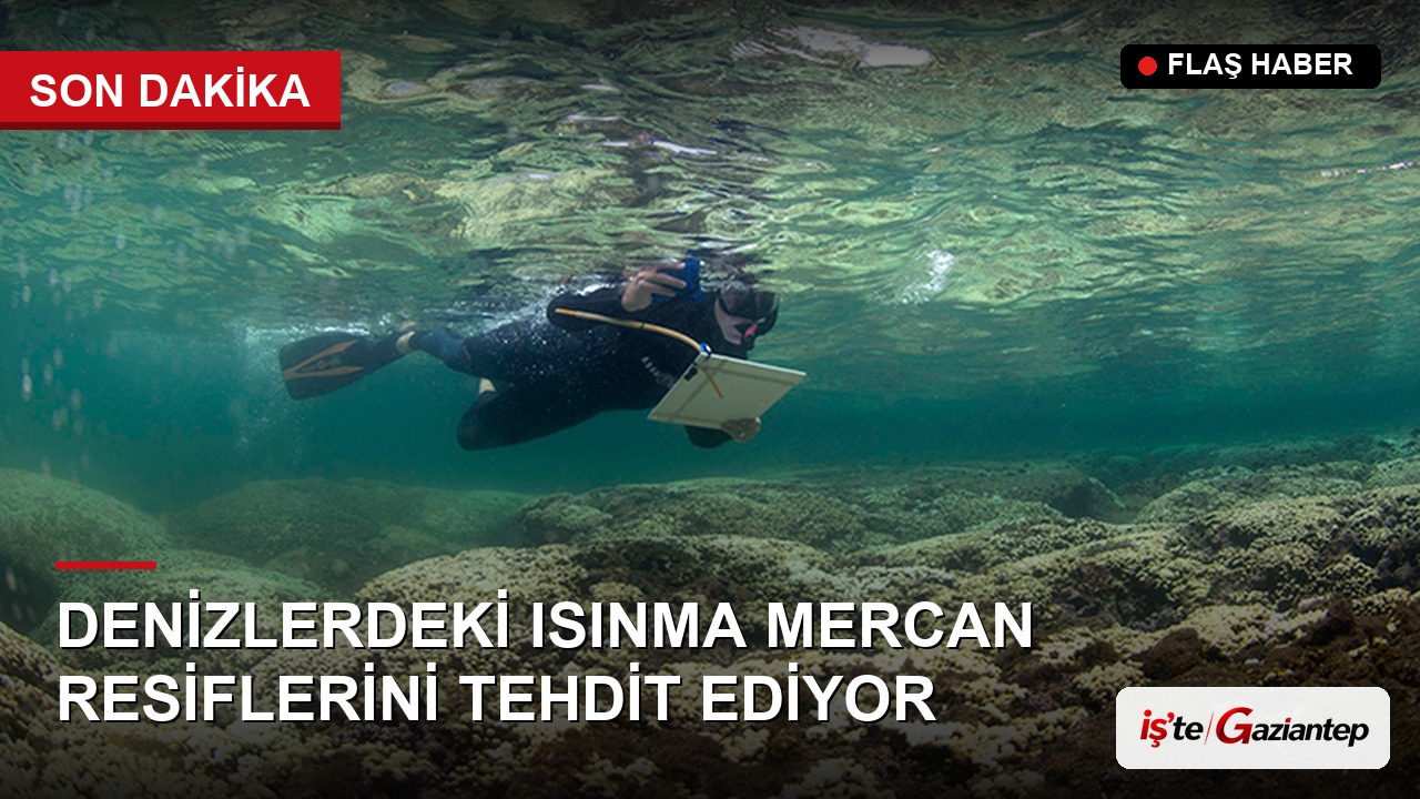 Denizlerdeki Isınma, Mercan Resiflerinin Toparlanmasını Zorlaştırıyor