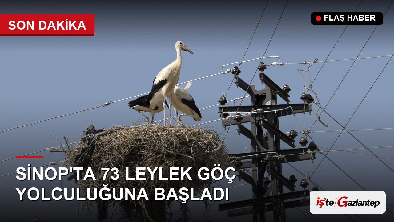 Sinop'ta Bu Yıl Yumurtadan Çıkan 73 Leylek Göç Yolculuğuna Başladı